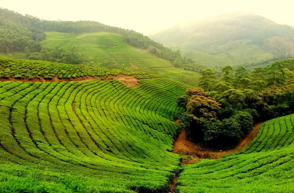 Kerala Hills Backwater Beach Package 7 Days 5