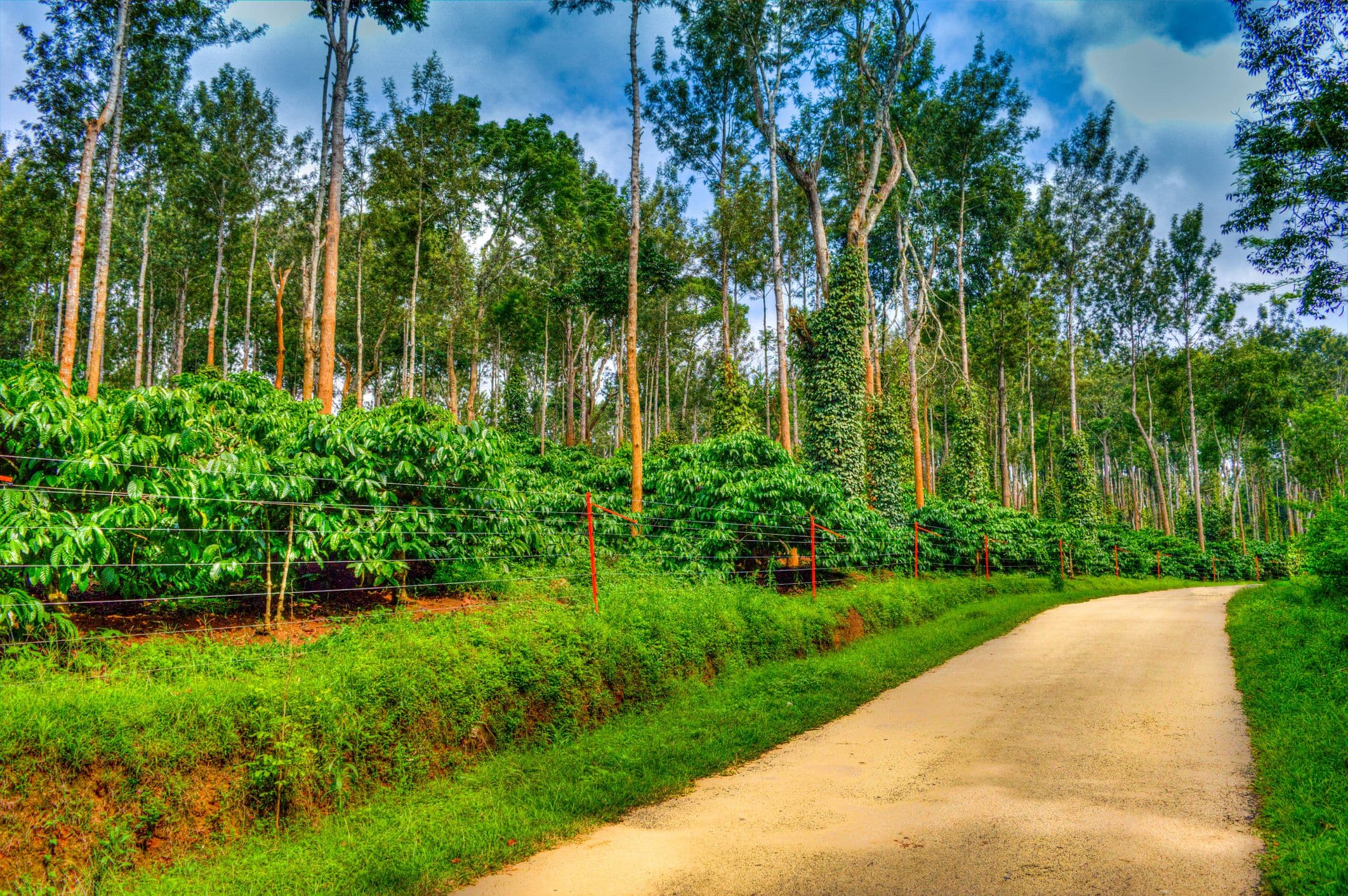 Bangalore Mysore Coorg Ooty Package 7 Days