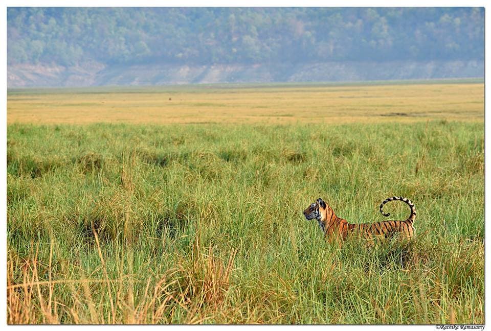 Uttarakhand Wildlife & Lake Package 5 Days 3