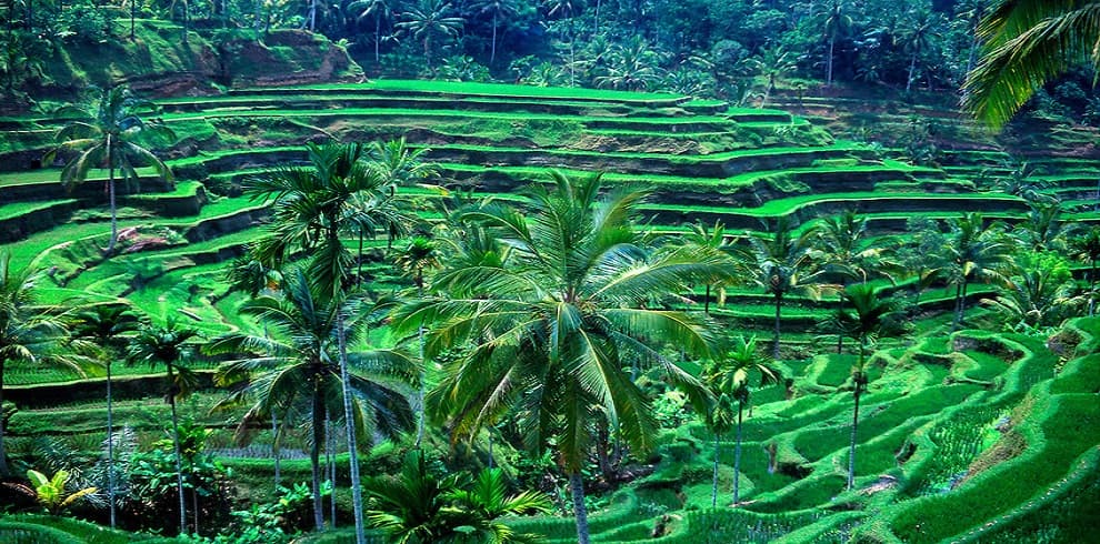 Romantic Bali Honeymoon Package 6 Days 4